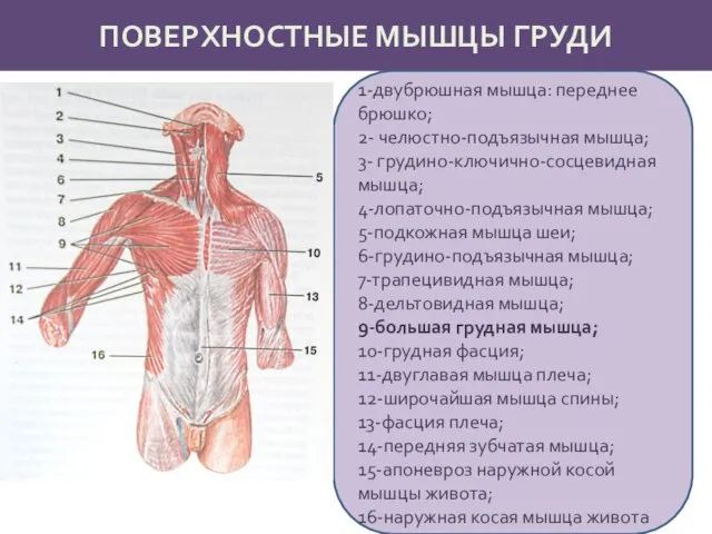 ПОВЕРХНОСТНЫЕ МЫШЦЫ ГРУДИ 1-двубрюшная мышца: переднее брюшко; 2- челюстно-подъязычная мышца; 3- грудино-ключично-сосцевидная