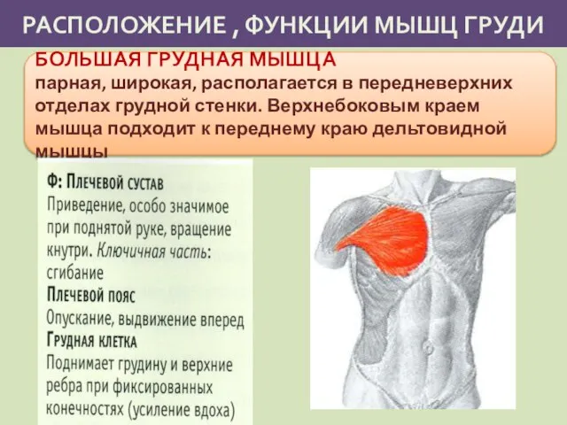 РАСПОЛОЖЕНИЕ , ФУНКЦИИ МЫШЦ ГРУДИ БОЛЬШАЯ ГРУДНАЯ МЫШЦА парная, широкая, располагается в