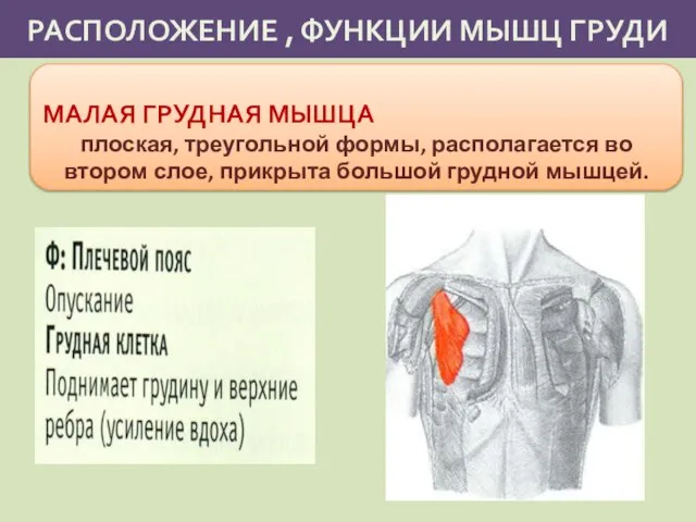 РАСПОЛОЖЕНИЕ , ФУНКЦИИ МЫШЦ ГРУДИ МАЛАЯ ГРУДНАЯ МЫШЦА плоская, треугольной формы, располагается