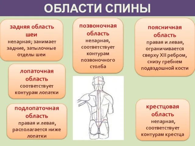 ОБЛАСТИ СПИНЫ задняя область шеи непарная; занимает задние, затылочные отделы шеи лопаточная