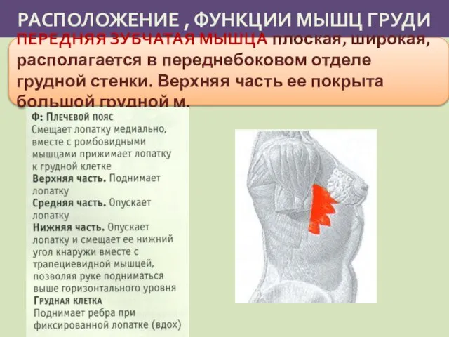 РАСПОЛОЖЕНИЕ , ФУНКЦИИ МЫШЦ ГРУДИ ПЕРЕДНЯЯ ЗУБЧАТАЯ МЫШЦА плоская, широкая, располагается в