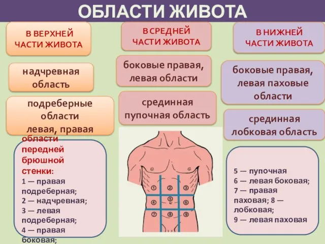 ОБЛАСТИ ЖИВОТА В ВЕРХНЕЙ ЧАСТИ ЖИВОТА подреберные области левая, правая надчревная область