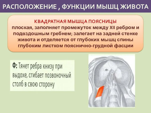 РАСПОЛОЖЕНИЕ , ФУНКЦИИ МЫШЦ ЖИВОТА КВАДРАТНАЯ МЫШЦА ПОЯСНИЦЫ плоская, заполняет промежуток между