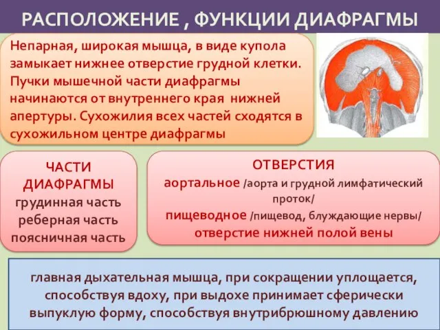 РАСПОЛОЖЕНИЕ , ФУНКЦИИ ДИАФРАГМЫ Непарная, широкая мышца, в виде купола замыкает нижнее