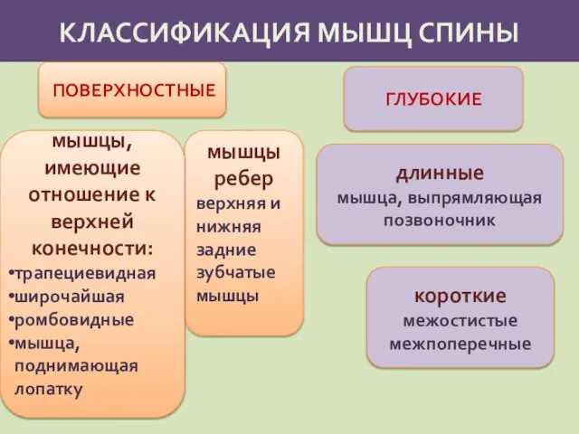 КЛАССИФИКАЦИЯ МЫШЦ СПИНЫ ПОВЕРХНОСТНЫЕ мышцы ребер верхняя и нижняя задние зубчатые мышцы