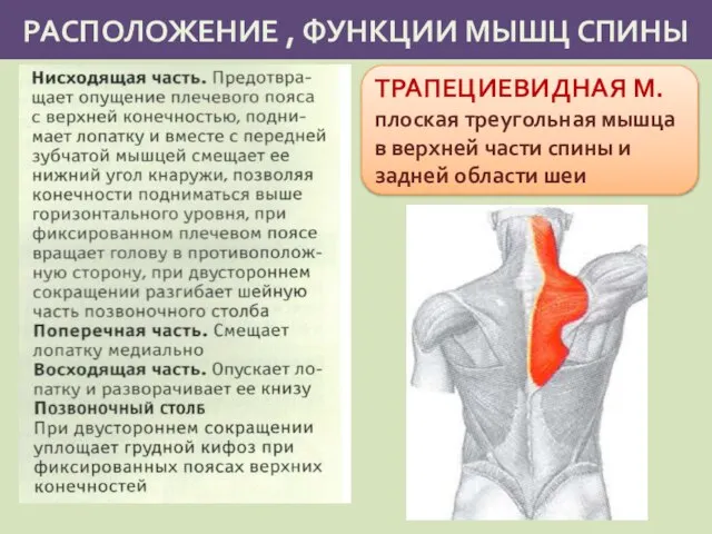 РАСПОЛОЖЕНИЕ , ФУНКЦИИ МЫШЦ СПИНЫ ТРАПЕЦИЕВИДНАЯ М. плоская треугольная мышца в верхней