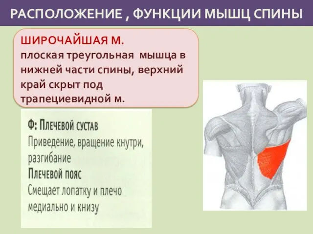 РАСПОЛОЖЕНИЕ , ФУНКЦИИ МЫШЦ СПИНЫ ШИРОЧАЙШАЯ М. плоская треугольная мышца в нижней