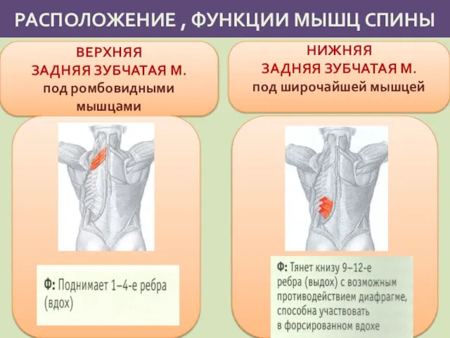 РАСПОЛОЖЕНИЕ , ФУНКЦИИ МЫШЦ СПИНЫ ВЕРХНЯЯ ЗАДНЯЯ ЗУБЧАТАЯ М. под ромбовидными мышцами