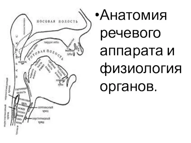 Анатомия речевого аппарата и физиология органов.