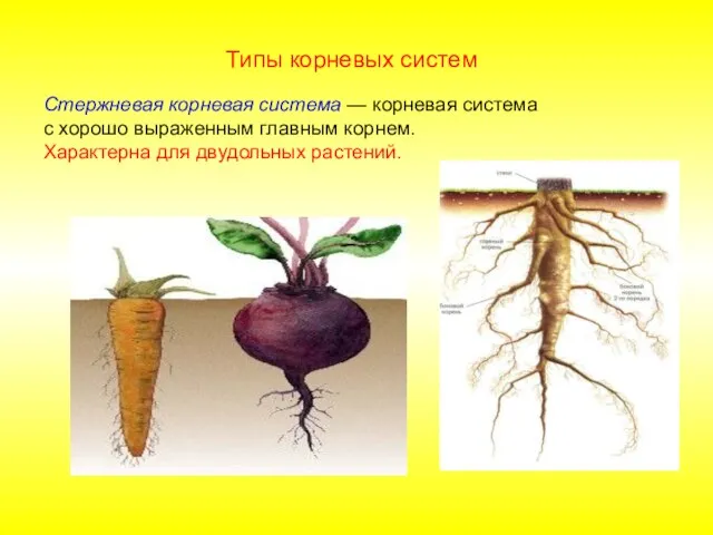 Стержневая корневая система — корневая система с хорошо выраженным главным корнем. Характерна