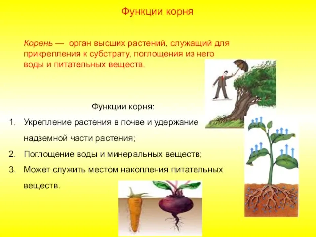 Корень — орган высших растений, служащий для прикрепления к субстрату, поглощения из