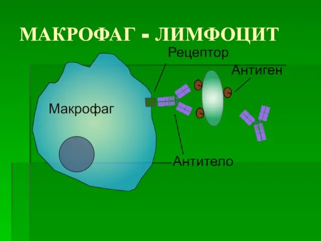 МАКРОФАГ - ЛИМФОЦИТ