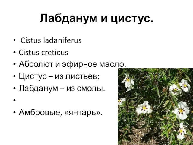 Лабданум и цистус. Cistus ladaniferus Cistus creticus Абсолют и эфирное масло. Цистус