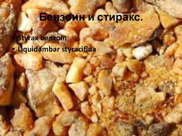 Бензоин и стиракс. Styrax benzoin Liquidambar styraciflua