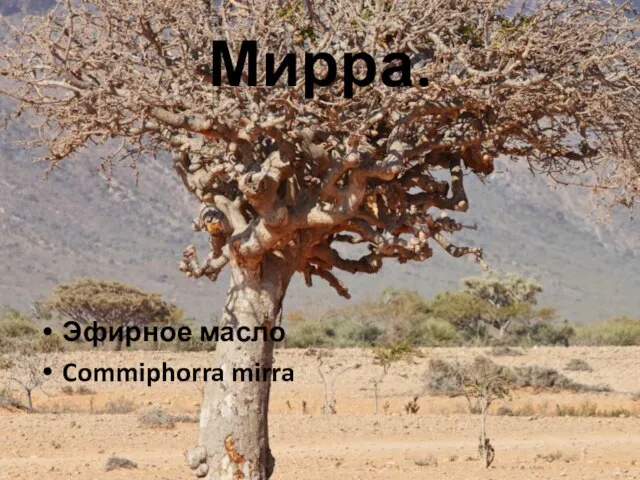 Мирра. Эфирное масло Commiphorra mirra