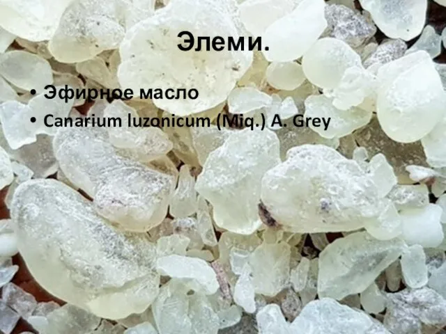 Элеми. Эфирное масло Canarium luzonicum (Miq.) A. Grey