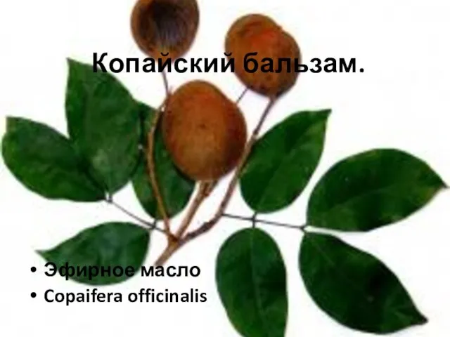 Копайский бальзам. Эфирное масло Copaifera officinalis