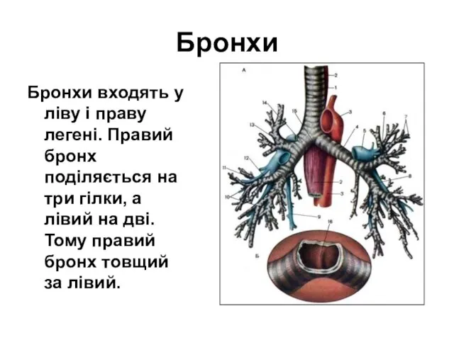 Бронхи Бронхи входять у ліву і праву легені. Правий бронх поділяється на
