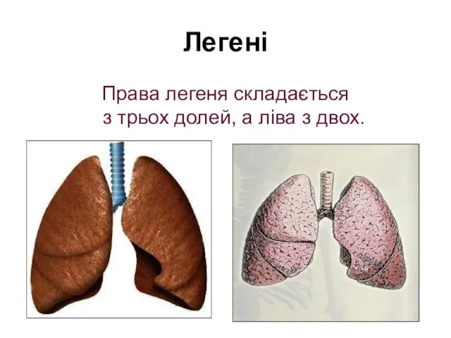 Легені Права легеня складається з трьох долей, а ліва з двох.