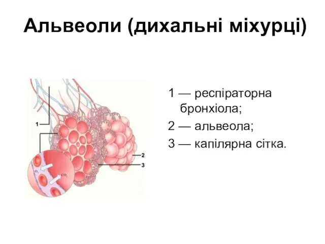 Альвеоли (дихальні міхурці) 1 — респіраторна бронхіола; 2 — альвеола; 3 — капілярна сітка.