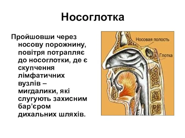 Носоглотка Пройшовши через носову порожнину, повітря потрапляє до носоглотки, де є скупчення