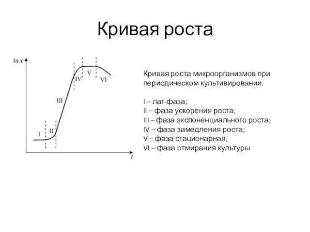 Кривая роста Кривая роста микроорганизмов при периодическом культивировании. I – лаг-фаза; II