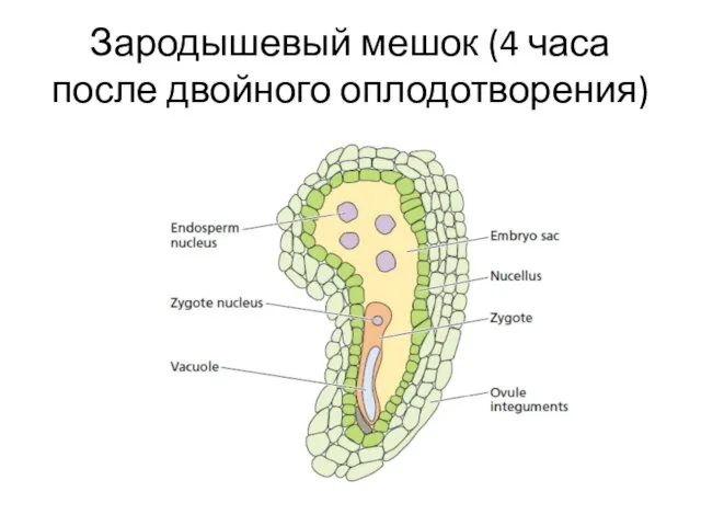 Зародышевый мешок (4 часа после двойного оплодотворения)