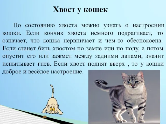 По состоянию хвоста можно узнать о настроении кошки. Если кончик хвоста немного