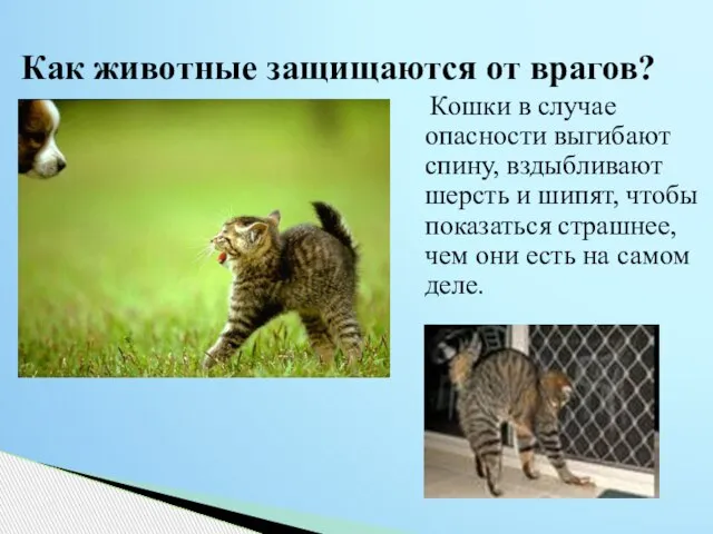 Как животные защищаются от врагов? Кошки в случае опасности выгибают спину, вздыбливают