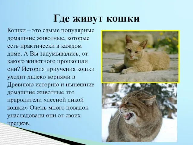 Где живут кошки Кошки – это самые популярные домашние животные, которые есть