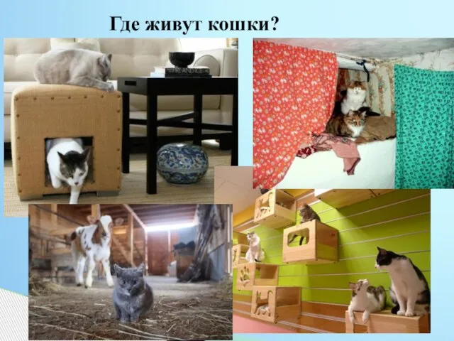 Где живут кошки?