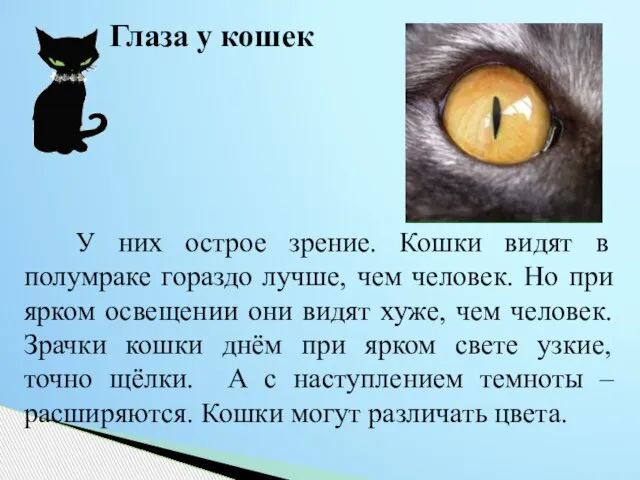 У них острое зрение. Кошки видят в полумраке гораздо лучше, чем человек.