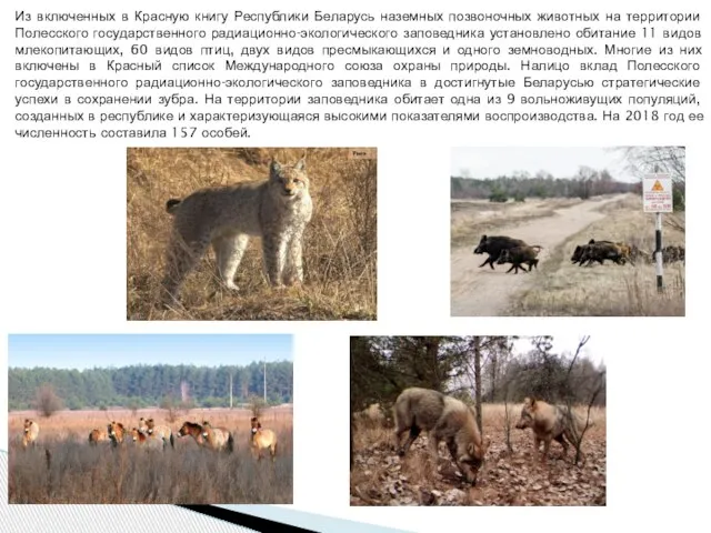 Из включенных в Красную книгу Республики Беларусь наземных позвоночных животных на территории