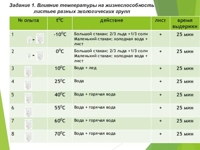 Задание 1. Влияние температуры на жизнеспособность листьев разных экологических групп