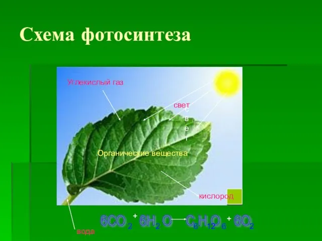 Схема фотосинтеза Углекислый газ вода кислород свет свет Органические вещества 6СО 6Н
