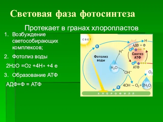 Световая фаза фотосинтеза Протекает в гранах хлоропластов Возбуждение светособирающих комплексов; Фотолиз воды