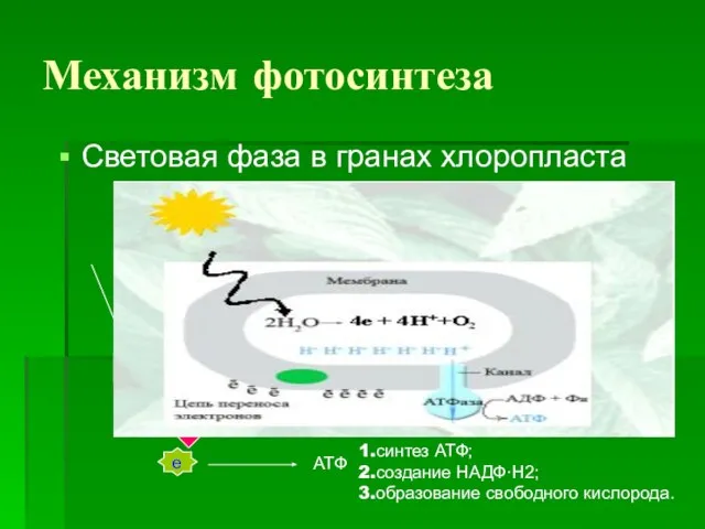 Механизм фотосинтеза Световая фаза в гранах хлоропласта хлорофилл е е АТФ синтез