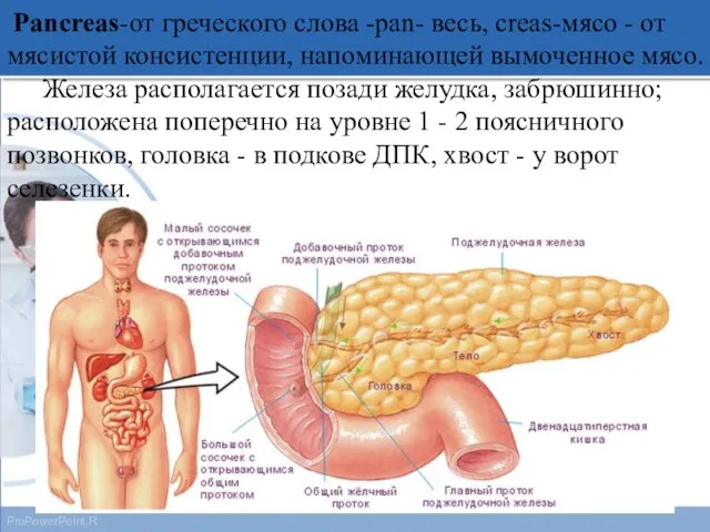 Pancreas-от греческого слова -pan- весь, сreas-мясо - от мясистой консистенции, напоминающей вымоченное
