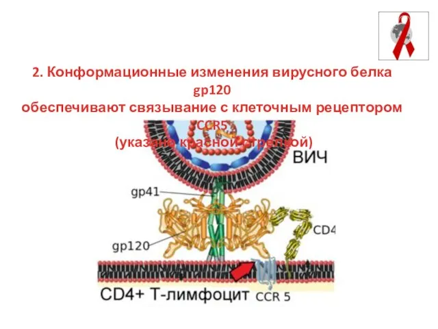 2. Конформационные изменения вирусного белка gp120 обеспечивают связывание с клеточным рецептором CCR5 (указано красной стрелкой)