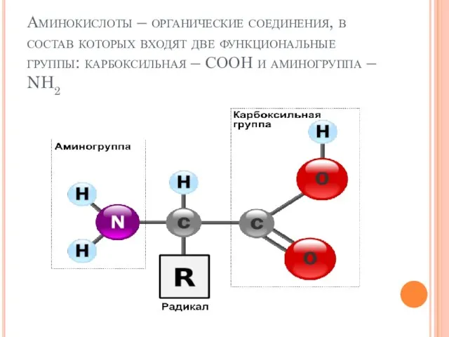 Аминокислоты – органические соединения, в состав которых входят две функциональные группы: карбоксильная