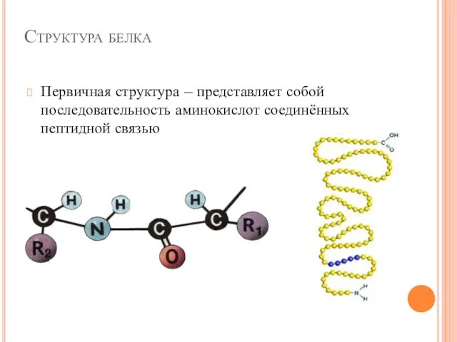 Структура белка Первичная структура – представляет собой последовательность аминокислот соединённых пептидной связью