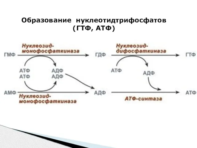 Образование нуклеотидтрифосфатов (ГТФ, АТФ)