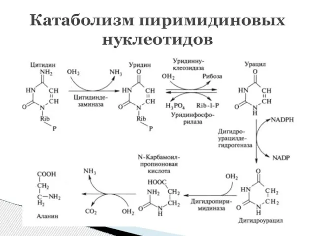 Катаболизм пиримидиновых нуклеотидов
