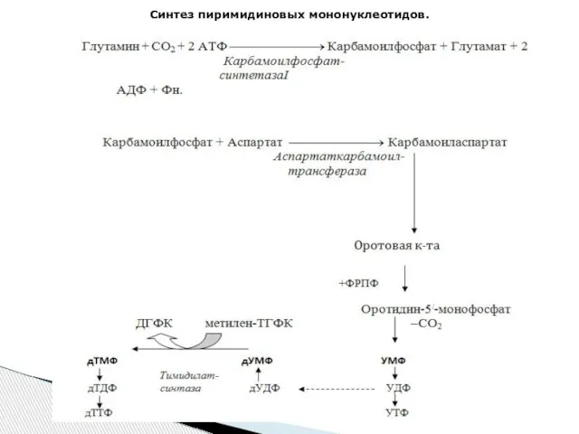 Синтез пиримидиновых мононуклеотидов.