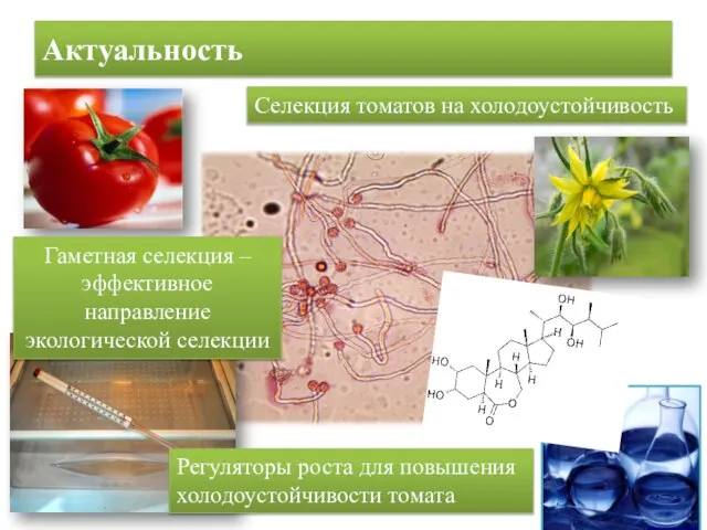 Актуальность Селекция томатов на холодоустойчивость Гаметная селекция – эффективное направление экологической селекции