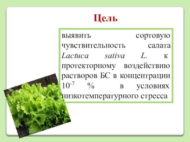 Цель выявить сортовую чувствительность салата Lactuca sativa L. к протекторному воздействию растворов