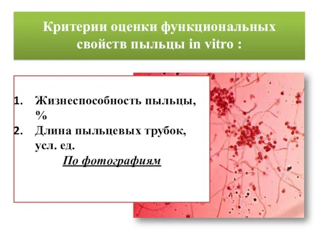 Критерии оценки функциональных свойств пыльцы in vitro : Жизнеспособность пыльцы, % Длина