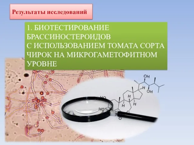 1. БИОТЕСТИРОВАНИЕ БРАССИНОСТЕРОИДОВ С ИСПОЛЬЗОВАНИЕМ ТОМАТА СОРТА ЧИРОК НА МИКРОГАМЕТОФИТНОМ УРОВНЕ Результаты исследований