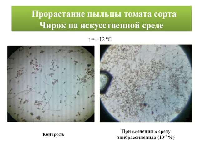 Прорастание пыльцы томата сорта Чирок на искусственной среде t = +12 ºС