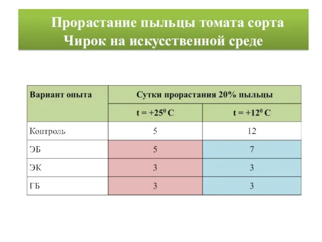 Прорастание пыльцы томата сорта Чирок на искусственной среде